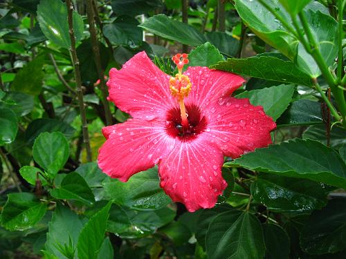 Another Hibiscus